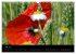 Just Mohn (Wandkalender 2026 DIN A3... - Bild 13