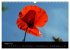 Just Mohn (Wandkalender 2026 DIN A3... - Bild 14