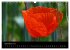 Just Mohn (Wandkalender 2026 DIN A3... - Bild 15