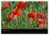 Just Mohn (Wandkalender 2026 DIN A3... - Bild 3