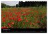 Just Mohn (Wandkalender 2026 DIN A3... - Bild 5