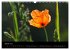 Just Mohn (Wandkalender 2026 DIN A3... - Bild 7