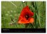 Just Mohn (Wandkalender 2026 DIN A3... - Bild 8