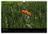 Just Mohn (Wandkalender 2026 DIN A3... - Bild 9