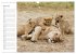 Emotionale Momente: Löwenbabys - so... - Bild 12