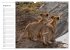 Emotionale Momente: Löwenbabys - so... - Bild 14
