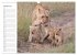 Emotionale Momente: Löwenbabys - so... - Bild 7