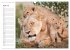 Emotionale Momente: Löwenbabys - so... - Bild 10