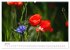 Mohnblumen (hochwertiger Premium... - Bild 12