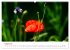 Mohnblumen (hochwertiger Premium... - Bild 13