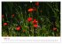 Mohnblumen (hochwertiger Premium... - Bild 8