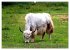 Der Yak (hochwertiger Premium... - Bild 11