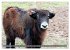 Der Yak (hochwertiger Premium... - Bild 4