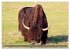Der Yak (hochwertiger Premium... - Bild 7