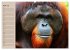 Orang-Utans (hochwertiger Premium... - Bild 9