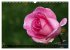 Edle Rosen (Wandkalender 2026 DIN A3... - Bild 13