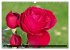 Edle Rosen (Wandkalender 2026 DIN A3... - Bild 14