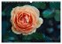 Edle Rosen (Wandkalender 2026 DIN A3... - Bild 15