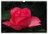 Edle Rosen (Wandkalender 2026 DIN A3... - Bild 3