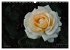 Edle Rosen (Wandkalender 2026 DIN A3... - Bild 4