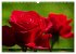 Edle Rosen (Wandkalender 2026 DIN A3... - Bild 10