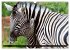 Afrikas Tierwelt: Zebras (Wandkalender... - Bild 11