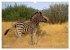 Afrikas Tierwelt: Zebras (Wandkalender... - Bild 14