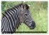 Afrikas Tierwelt: Zebras (Wandkalender... - Bild 4
