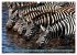 Afrikas Tierwelt: Zebras (Wandkalender... - Bild 7