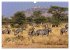 Afrikas Tierwelt: Zebras (Wandkalender... - Bild 8