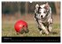 Border Collies (Wandkalender 2026 DIN... - Bild 3