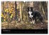 Border Collies (Wandkalender 2026 DIN... - Bild 4
