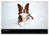 Border Collies (Wandkalender 2026 DIN... - Bild 5