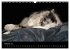 Border Collies (Wandkalender 2026 DIN... - Bild 8