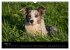 Border Collies (Wandkalender 2026 DIN... - Bild 9