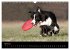 Border Collies (Wandkalender 2026 DIN... - Bild 10
