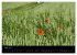 Just Mohn (Wandkalender 2026 DIN A2... - Bild 11
