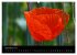 Just Mohn (Wandkalender 2026 DIN A2... - Bild 15