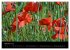 Just Mohn (Wandkalender 2026 DIN A2... - Bild 3