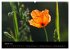 Just Mohn (Wandkalender 2026 DIN A2... - Bild 7