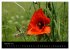 Just Mohn (Wandkalender 2026 DIN A2... - Bild 8