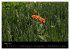Just Mohn (Wandkalender 2026 DIN A2... - Bild 9
