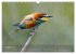 Europäische Bienenfresser... - Bild 3