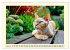 Devon Rex Katzen. Der aufgeweckte... - Bild 7