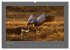 VÖGEL (hochwertiger Premium... - Bild 2