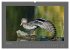 VÖGEL (hochwertiger Premium... - Bild 11