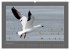 VÖGEL (hochwertiger Premium... - Bild 6