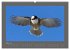 VÖGEL (hochwertiger Premium... - Bild 8