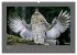 VÖGEL (hochwertiger Premium... - Bild 10