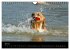 Golden Retriever - Ein Herz auf 4... - Bild 13